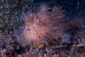   Hairy Frogfish.Out KBR Lembeth StraitsSulawesi Island Indonesia FrogfishOut Frogfish  